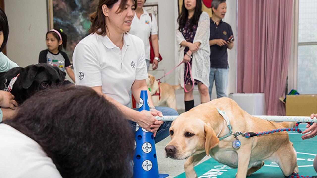 A Labrador retriever participates in a physical activity session with people watching and assisting in an indoor setting.