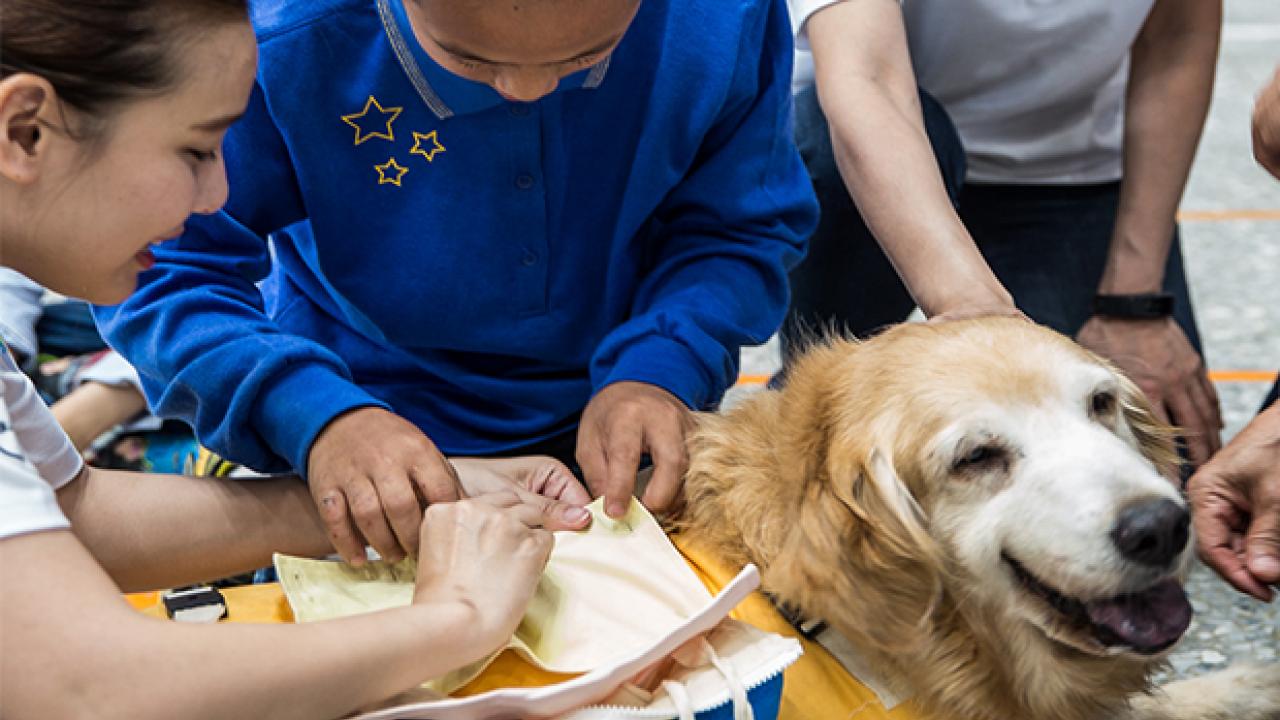 A group of people are gently interacting with a calm, golden retriever lying on a mat. One person is holding an animal anatomy educational tool.