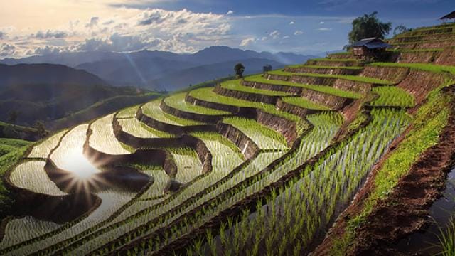 Terraced rice fields on a hillside at sunset, with a small building and mountains in the background.