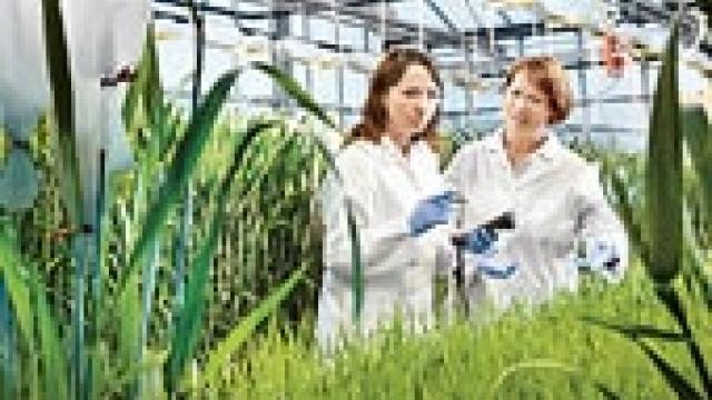 Two scientists in white lab coats and gloves examine plants inside a greenhouse, surrounded by green foliage.