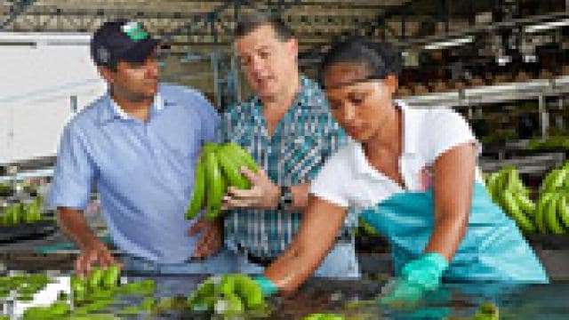 Three workers in a banana processing facility, one holding a cluster of bananas, while two others inspect fruit on a conveyor.