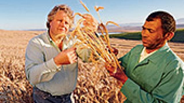 Two men examining wheat in a field under a clear sky.