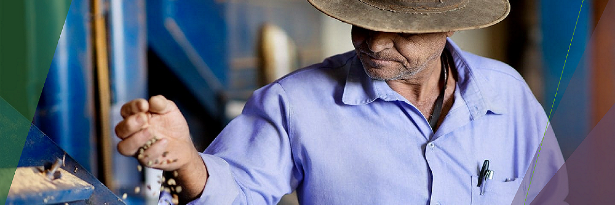 A man in a hat and blue shirt inspects grains with his hand.